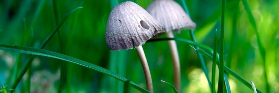 Graublättriger Helmling Pilz Graublättriger Helmling zwischen feuchtem Moos und Grashalmen