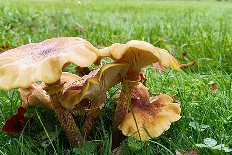 Honigpilz Honigpilz